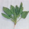 Spinacia Oleracea Extract 